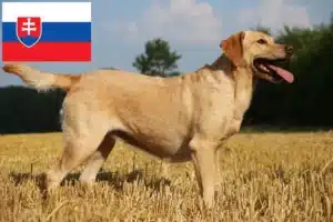 Read more about the article Criadores de Labrador e cachorros na Eslováquia
