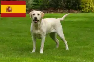 Read more about the article Criadores de Labrador e cachorros em Espanha