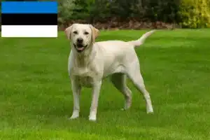 Read more about the article Criadores de Labrador e cachorros na Estónia