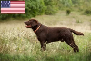 Read more about the article Criadores de Labrador e cachorros nos EUA
