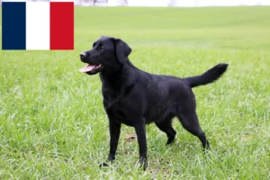 Read more about the article Criadores de Labrador e cachorros em França