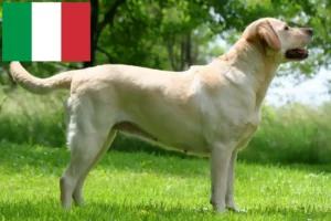 Read more about the article Criadores de Labrador e cachorros em Itália