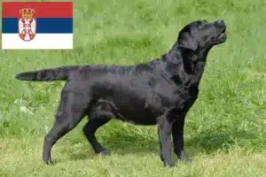 Read more about the article Criadores de Labrador e cachorros na Sérvia