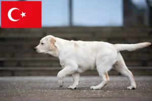 Read more about the article Criadores de Labrador e cachorros na Turquia