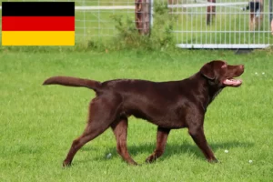Read more about the article Criadores de Labrador e cachorros na Alemanha