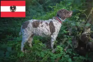 Read more about the article Lagotto Romagnolo criadores e cachorros na Áustria