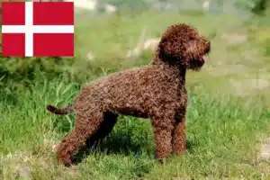 Read more about the article Lagotto Romagnolo criadores e cachorros na Dinamarca
