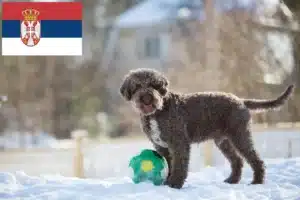 Read more about the article Lagotto Romagnolo criadores e cachorros na Sérvia