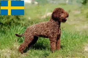 Read more about the article Lagotto Romagnolo criadores e cachorros na Suécia