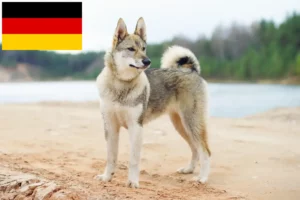 Read more about the article Criadores de Laika e cachorros na Alemanha