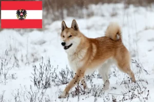 Read more about the article Criadores de Laika e cachorros na Áustria