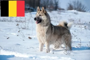 Read more about the article Criadores de Laika e cachorros na Bélgica