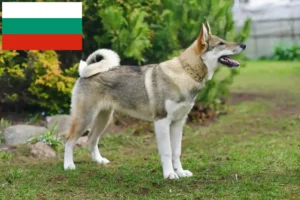 Read more about the article Criadores de Laika e cachorros na Bulgária