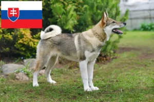 Read more about the article Criadores de Laika e cachorros na Eslováquia