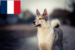 Read more about the article Criadores de Laika e cachorros em França