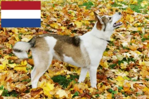 Read more about the article Criadores de Laika e cachorros nos Países Baixos