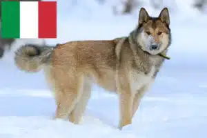 Read more about the article Criadores de Laika e cachorros em Itália