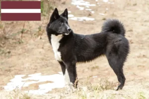 Read more about the article Criadores de Laika e cachorros na Letónia