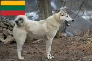 Read more about the article Criadores de Laika e cachorros na Lituânia