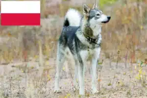 Read more about the article Criadores de Laika e cachorros na Polónia