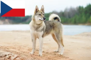 Read more about the article Criadores de Laika e cachorros na República Checa