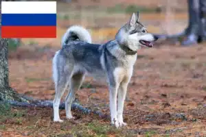 Read more about the article Criadores de Laika e cachorros na Rússia