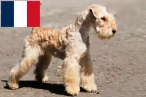 Read more about the article Criadores de Lakeland Terrier e cachorros em França