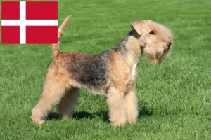 Read more about the article Criadores de Lakeland Terrier e cachorros na Dinamarca