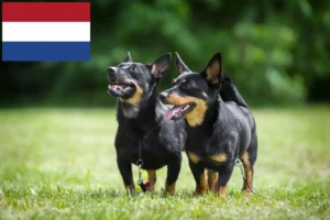 Read more about the article Criadores de Lancashire Heeler e cachorros nos Países Baixos