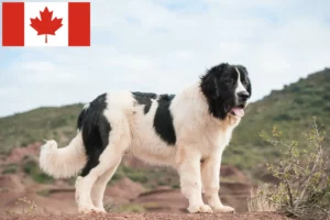 Read more about the article Landseer criadores e cachorros no Canadá