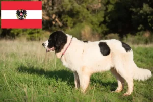 Read more about the article Landseer criadores e cachorros na Áustria