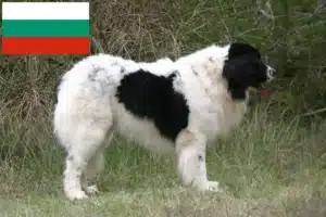 Read more about the article Landseer criadores e cachorros na Bulgária