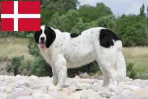 Read more about the article Landseer criadores e cachorros na Dinamarca