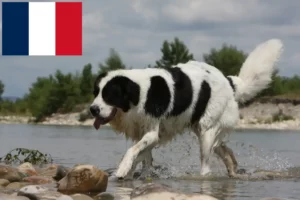 Read more about the article Landseer criadores e cachorros em França