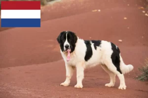 Read more about the article Landseer criadores e cachorros nos Países Baixos