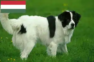 Read more about the article Landseer criadores e cachorros na Hungria