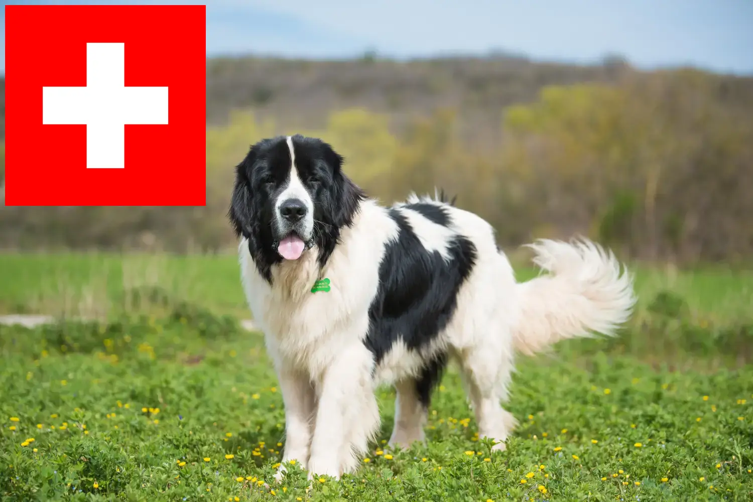 Landseer cachorros e criadores Suíça Aqui pode encontrar criadores de Landseer na Suíça.
