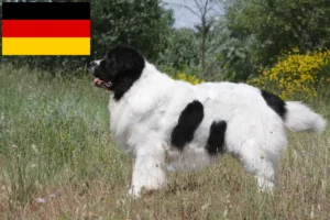 Read more about the article Landseer criadores e cachorros na Alemanha