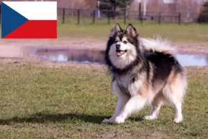 Read more about the article Criadores de Lapphund finlandês e cachorros na República Checa