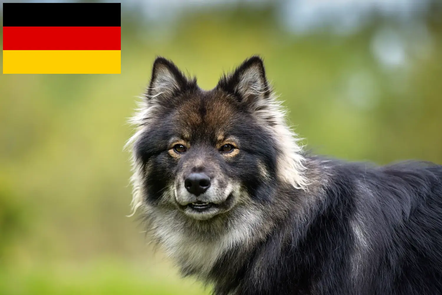 Read more about the article Criadores de Lapphund finlandês e cachorros na Alemanha
