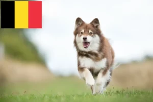 Read more about the article Criadores de Lapphund finlandês e cachorros na Bélgica