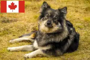 Read more about the article Criadores de Lapphund finlandês e cachorros no Canadá