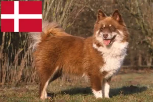 Read more about the article Criadores de Lapphund finlandês e cachorros na Dinamarca