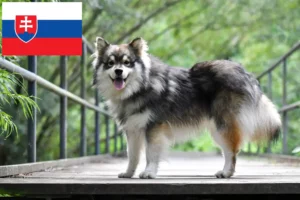 Read more about the article Criadores de Lapphund finlandês e cachorros na Eslováquia