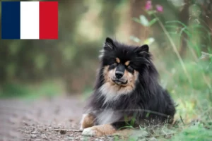 Read more about the article Criadores e cachorros de Lapphund finlandês em França