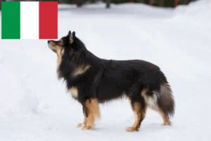 Read more about the article Criadores e cachorros de Lapphund finlandês em Itália