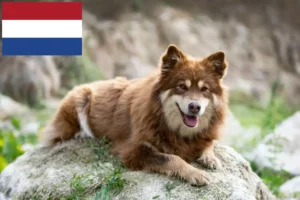 Read more about the article Criadores de Lapphund finlandês e cachorros nos Países Baixos