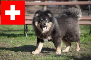 Read more about the article Criadores de Lapphund finlandês e cachorros na Suíça