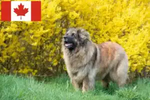 Read more about the article Criadores de Leonberger e cachorros no Canadá