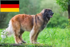 Read more about the article Criadores de Leonberger e cachorros na Alemanha